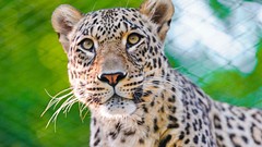 Nature Animals Leopards