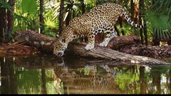 Nature Animals Leopards