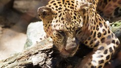 Nature Animals Leopards
