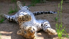 Nature Animals Leopards animal world