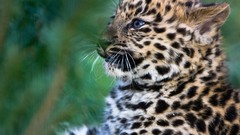 Nature Animals Leopards baby animals