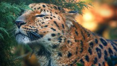 Nature Animals Leopards baby animals