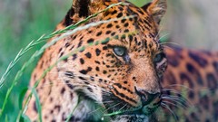 Nature Animals Leopards depth of field