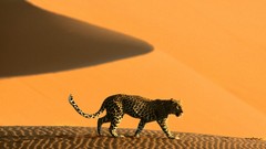 Nature Animals Leopards deserts