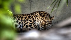 Nature Animals Leopards feline