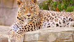 Nature Animals Leopards feline