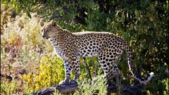 Nature Animals Leopards forests