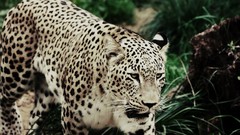 Nature Animals Leopards indian