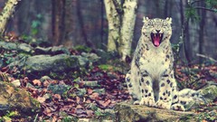 Nature Animals Leopards laughing forests snow leopards