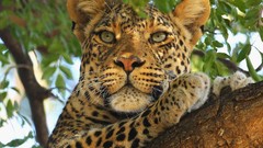 Nature Animals Leopards Mammals