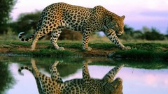 Nature Animals Leopards reflections