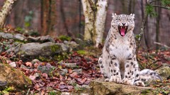 Nature Animals Leopards snow leopards