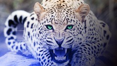 Nature Animals Leopards wildlife