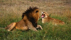 Nature Animals Lions