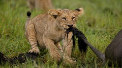 Nature Animals Lions