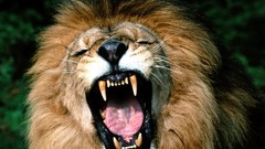 Nature Animals Lions