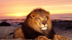 Nature Animals Lions