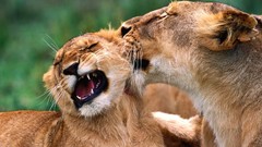 Nature Animals Lions