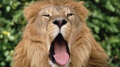 Nature Animals Lions