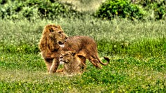 Nature Animals Lions