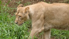 Nature Animals Lions