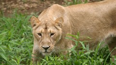 Nature Animals Lions