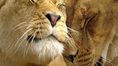 Nature Animals Lions