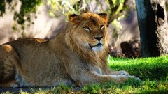 Nature Animals Lions