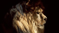 Nature Animals Lions