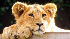 Nature Animals Lions