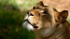 Nature Animals Lions