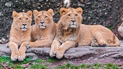 Nature Animals Lions