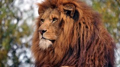 Nature Animals Lions