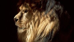 Nature Animals Lions