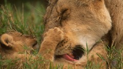 Nature Animals Lions