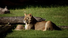 Nature Animals Lions