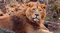 Nature Animals Lions