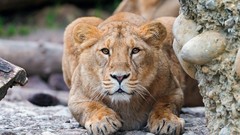 Nature Animals Lions