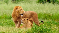 Nature Animals Lions