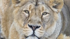 Nature Animals Lions