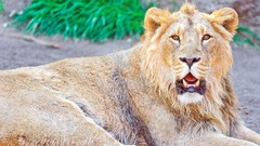 Nature Animals Lions