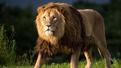 Nature Animals Lions