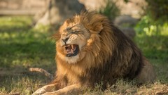 Nature Animals Lions