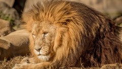 Nature Animals Lions