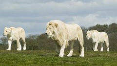Nature Animals Lions albino white lions