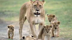 Nature Animals Lions baby animals