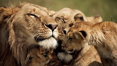 Nature Animals Lions baby animals