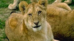 Nature Animals Lions baby animals