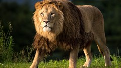 Nature Animals Lions feline