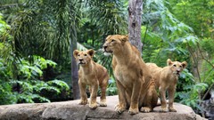 Nature Animals Lions forests